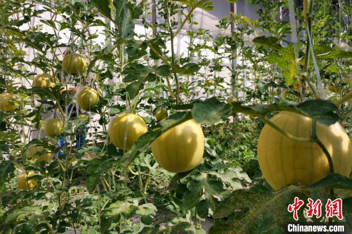 圖為康馬縣大棚內(nèi)的金太陽(yáng)西瓜。　劉建軍 攝