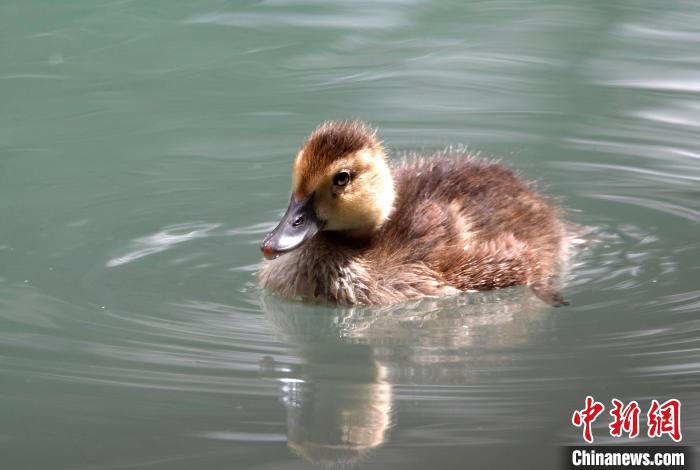 圖為6月22日，棲息在拉魯濕地的白眼潛鴨?！±盍?攝