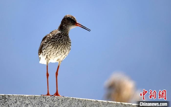 圖為6月22日，棲息在拉魯濕地的紅腳鷸?！±盍?攝