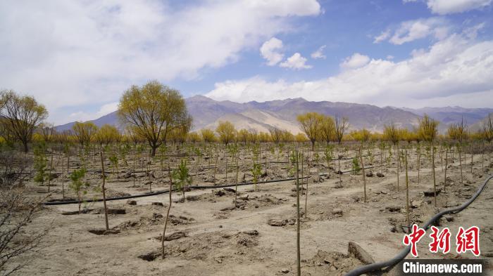 圖為位于乃東區(qū)雅魯藏布江河畔的“民族團結(jié)同心林”已初具雛形?！∧藮|融媒供圖