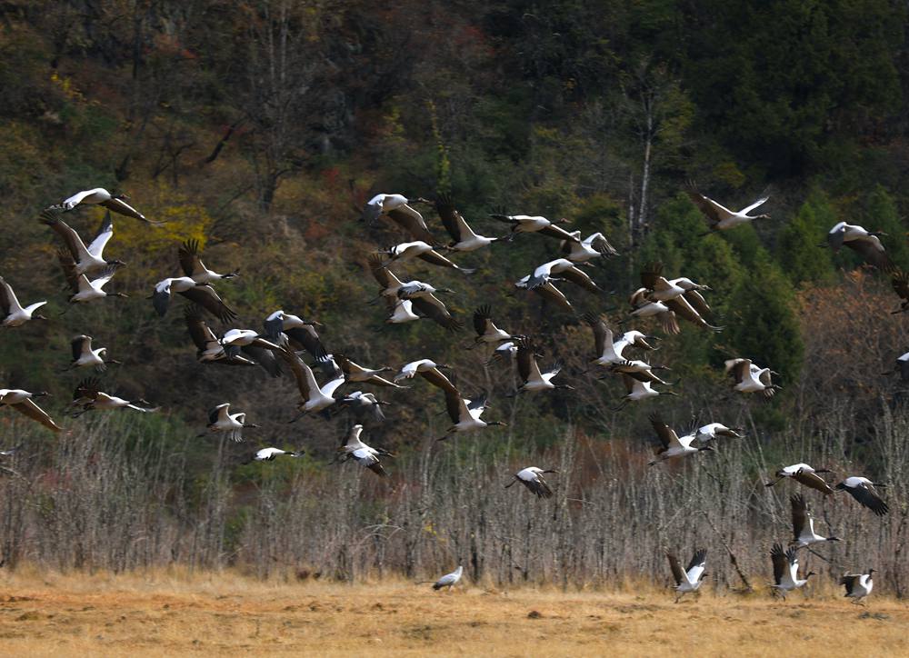 黑頸鶴蹁躚起舞美如畫。益西旦增攝