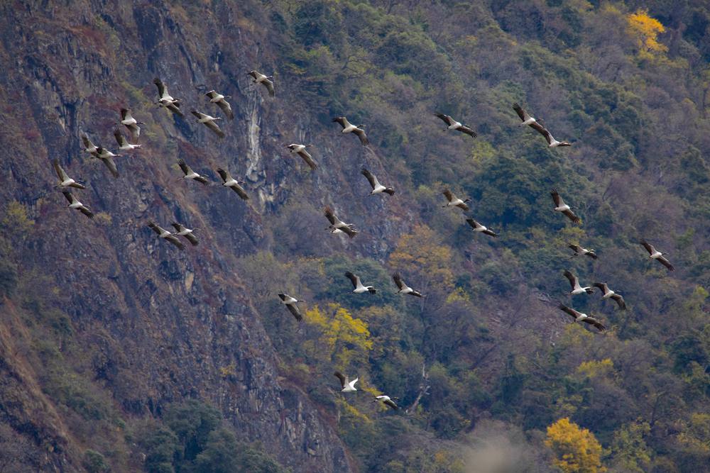 黑頸鶴蹁躚起舞美如畫。索多攝
