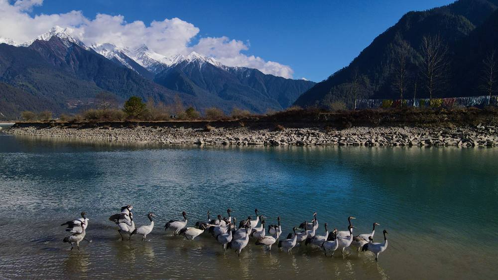 河中嬉戲的黑頸鶴。益西旦增攝
