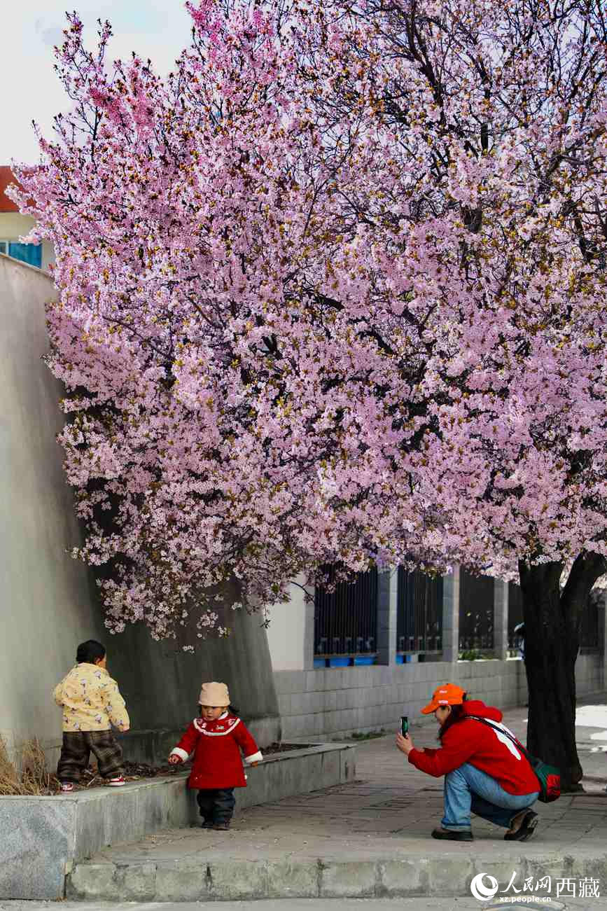 桃林下，拉薩市民游客樂享春光。人民網(wǎng)記者 次仁羅布攝