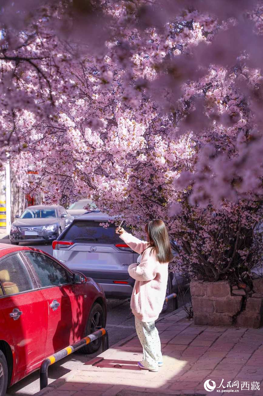 桃林下，拉薩市民游客樂享春光。人民網(wǎng)記者 次仁羅布攝