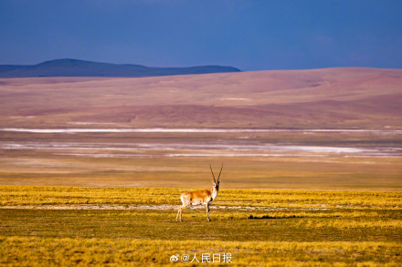 可愛(ài)壁紙上新！藏羚羊就是高原上的精靈吧