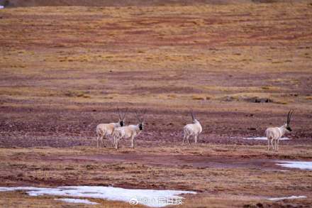 可愛(ài)壁紙上新！藏羚羊就是高原上的精靈吧