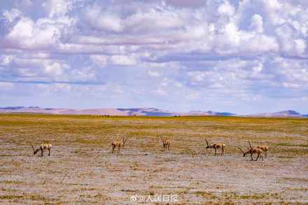 可愛(ài)壁紙上新！藏羚羊就是高原上的精靈吧