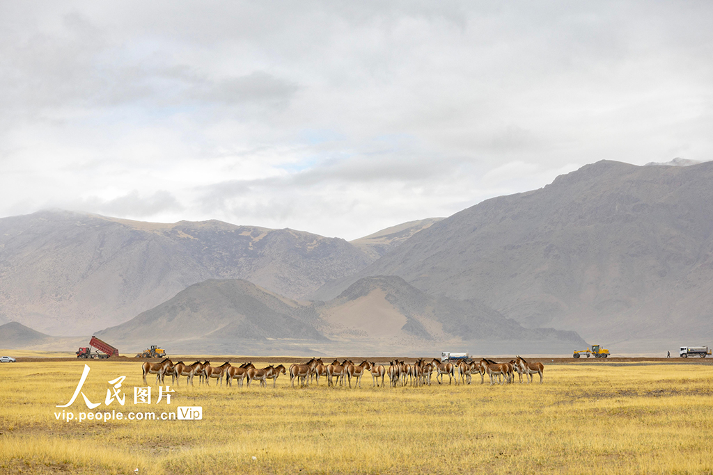 西藏阿里：高原公路建設忙【7】