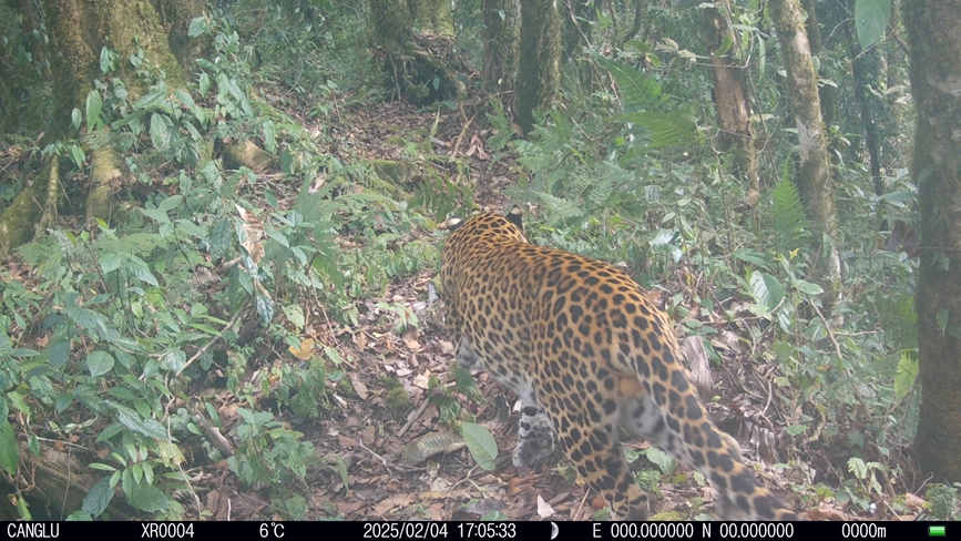 雅魯藏布大峽谷國家級(jí)自然保護(hù)區(qū)內(nèi)的西藏自治區(qū)墨脫縣記錄到的金錢豹的活動(dòng)影像。山水自然保護(hù)中心供圖