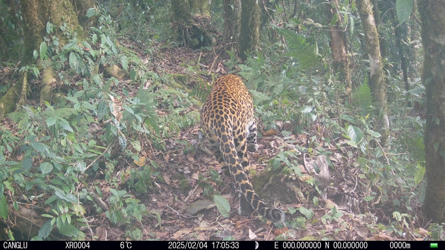 雅魯藏布大峽谷國家級(jí)自然保護(hù)區(qū)內(nèi)的西藏自治區(qū)墨脫縣記錄到的金錢豹的活動(dòng)影像。山水自然保護(hù)中心供圖