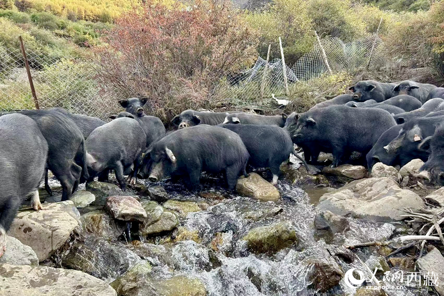 高山放養(yǎng)的藏香豬。人民網(wǎng)記者 次仁羅布攝