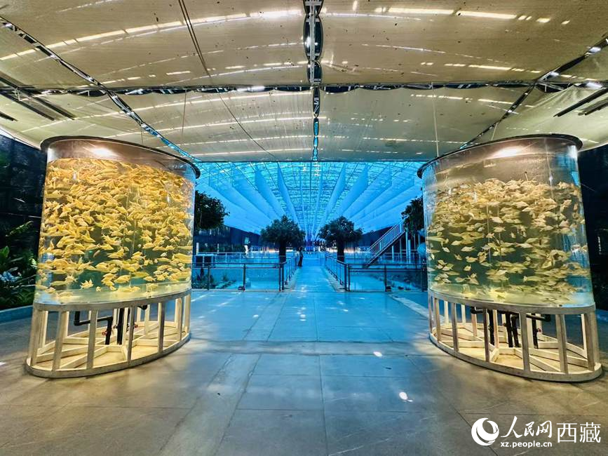 西普海洋公園。人民網(wǎng)記者 次仁羅布攝