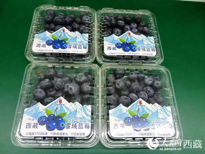 西藏雪域藍莓。羅雨欣攝