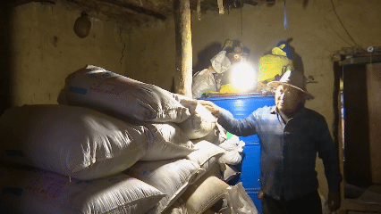 青稞“蛻變”，牦?！俺鋈Α?！看西藏農(nóng)牧民的“十四五”豐收答卷