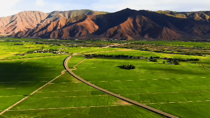 青稞“蛻變”，牦?！俺鋈Α保】次鞑剞r(nóng)牧民的“十四五”豐收答卷