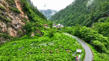 青稞“蛻變”，牦牛“出圈”！看西藏農(nóng)牧民的“十四五”豐收答卷