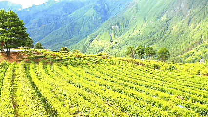 青稞“蛻變”，牦?！俺鋈Α?！看西藏農(nóng)牧民的“十四五”豐收答卷