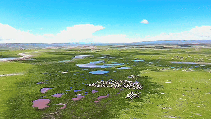 青稞“蛻變”，牦?！俺鋈Α保】次鞑剞r(nóng)牧民的“十四五”豐收答卷