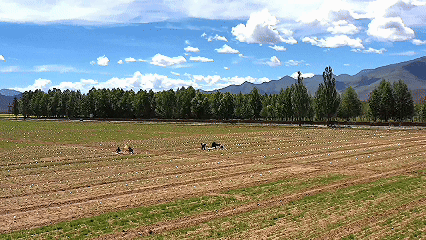 青稞“蛻變”，牦?！俺鋈Α保】次鞑剞r(nóng)牧民的“十四五”豐收答卷