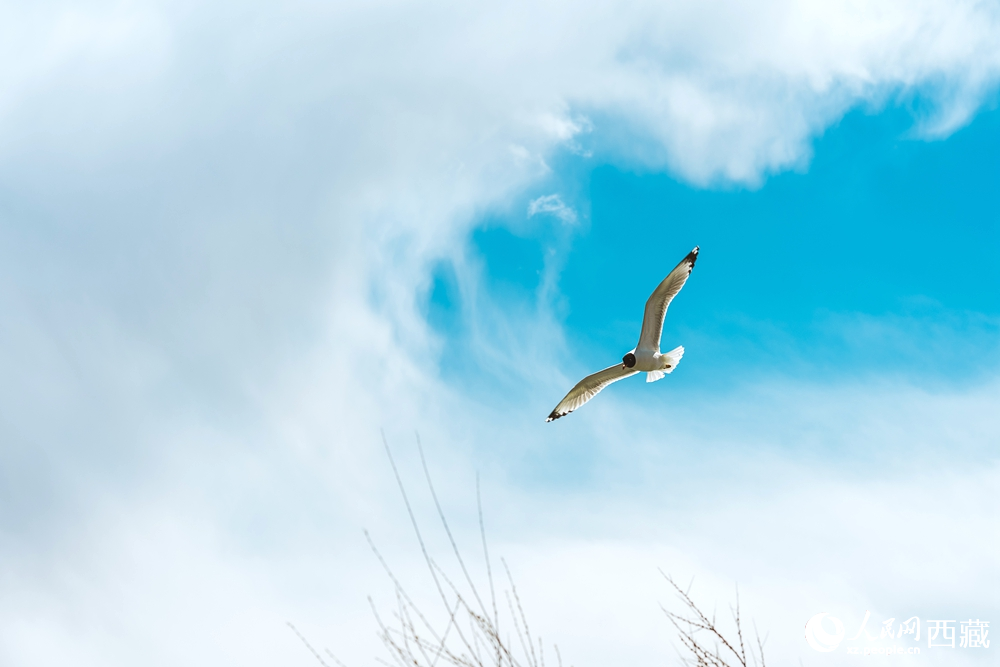  拉魯濕地生態(tài)治理成果斐然，生物資源得到恢復發(fā)展。曹曦元攝