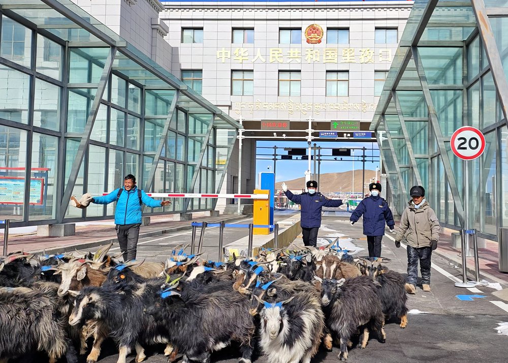 海關(guān)關(guān)員監(jiān)管驗(yàn)放出口活羊。次旺久美攝