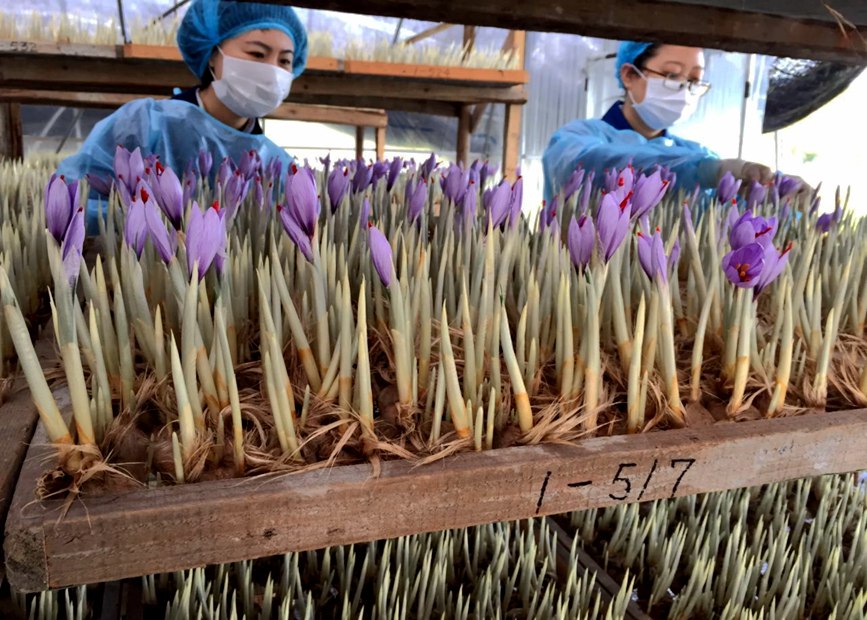 林芝天旺農(nóng)牧產(chǎn)品有限公司藏紅花種植基地工作人員采摘藏紅花。趙新民攝