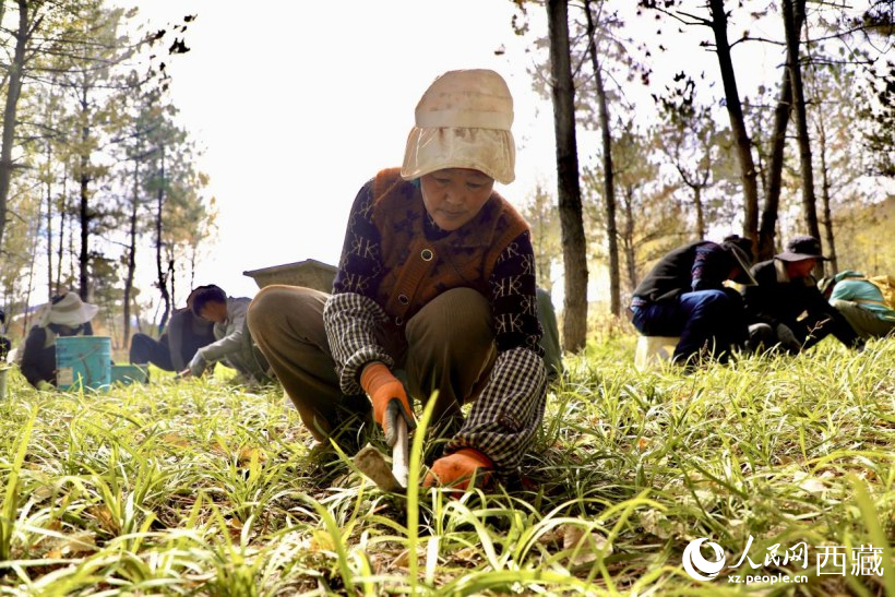 圖為項(xiàng)目建設(shè)過(guò)程中帶動(dòng)周邊群眾就業(yè)。人民網(wǎng)記者 次仁羅布攝