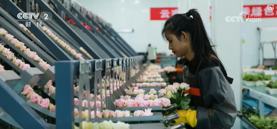 云南姚安：七夕“浪漫經(jīng)濟(jì)”升溫 日均百萬枝玫瑰供應(yīng)市場