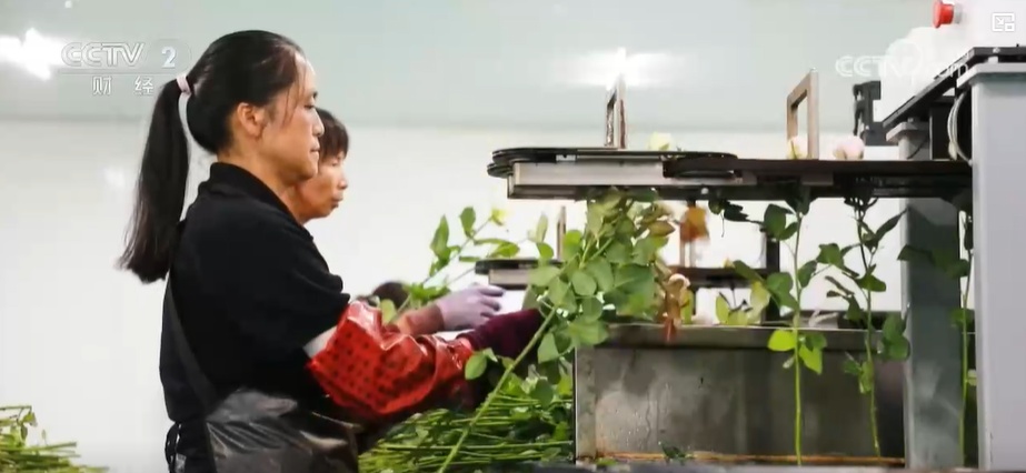 云南姚安：七夕“浪漫經(jīng)濟(jì)”升溫 日均百萬枝玫瑰供應(yīng)市場