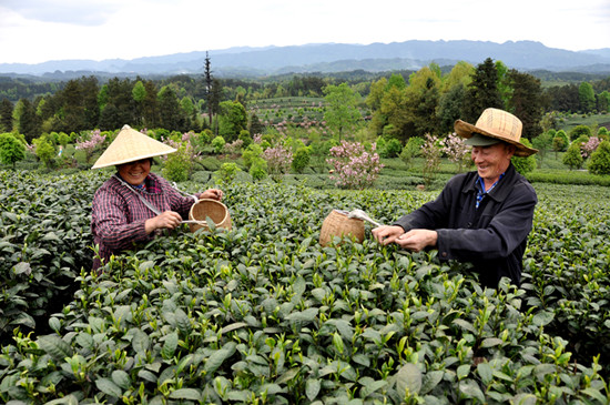 貴州省湄潭縣大力發(fā)展茶葉產(chǎn)業(yè)，60萬(wàn)畝生態(tài)茶園實(shí)現(xiàn)了“綠水青山變成金山銀山”，生態(tài)與經(jīng)濟(jì)協(xié)調(diào)發(fā)展。圖為湄潭縣湄江街道金花村茶農(nóng)采茶 瞿欣含攝 _副本.jpg