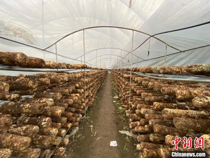 圖為基地里的食用菌菌棒?！Ⅸi 攝