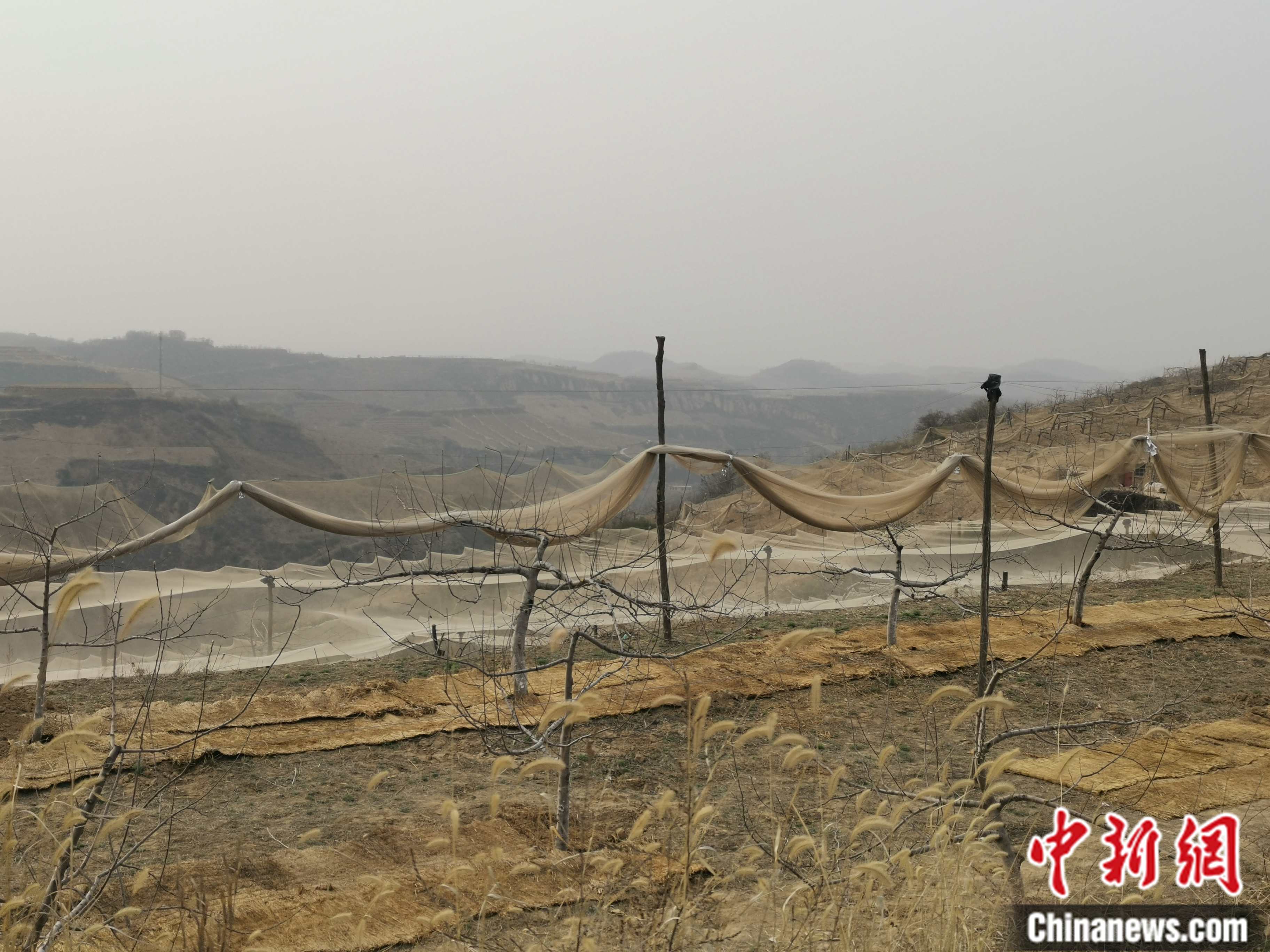 陜西省延安市寶塔區(qū)柳林鎮(zhèn)麻塔村蘋果園。 <a target='_blank'  ><p  align=