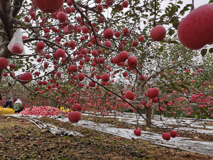 延安蘋果。來(lái)源：柳林鎮(zhèn)果技站供圖。