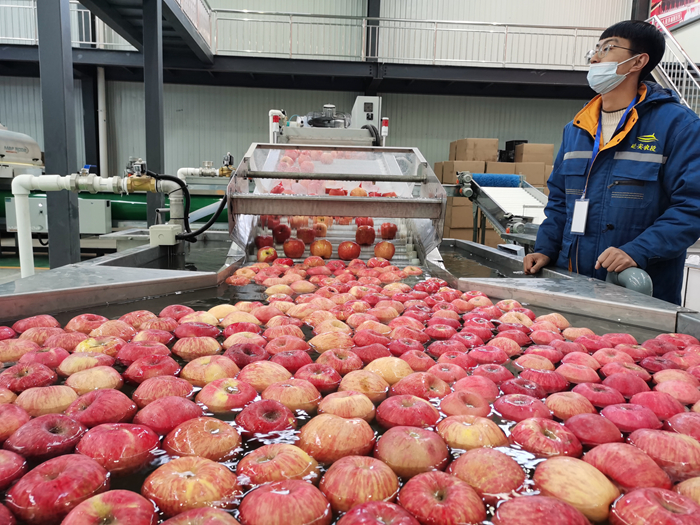 智能選果線清洗。來(lái)源：柳林鎮(zhèn)果技站供圖。