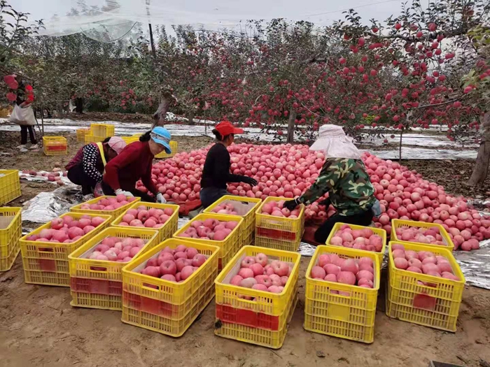 來(lái)源：柳林鎮(zhèn)果技站供圖。