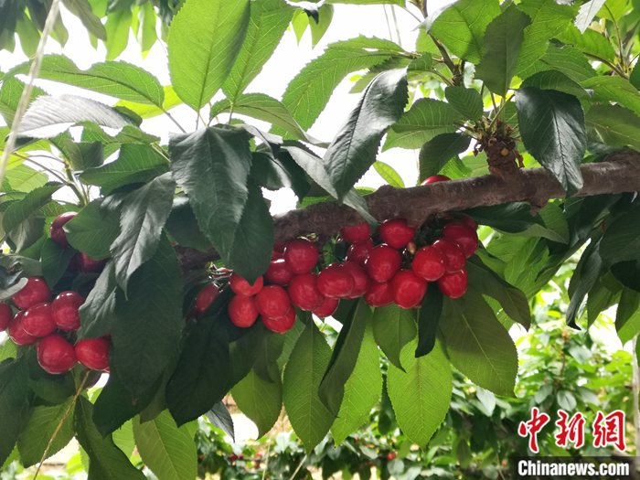 陜西省子長(zhǎng)市盛宇現(xiàn)代農(nóng)業(yè)示范園內(nèi)，櫻桃鮮艷欲滴。<a target='_blank'  ><p  align=