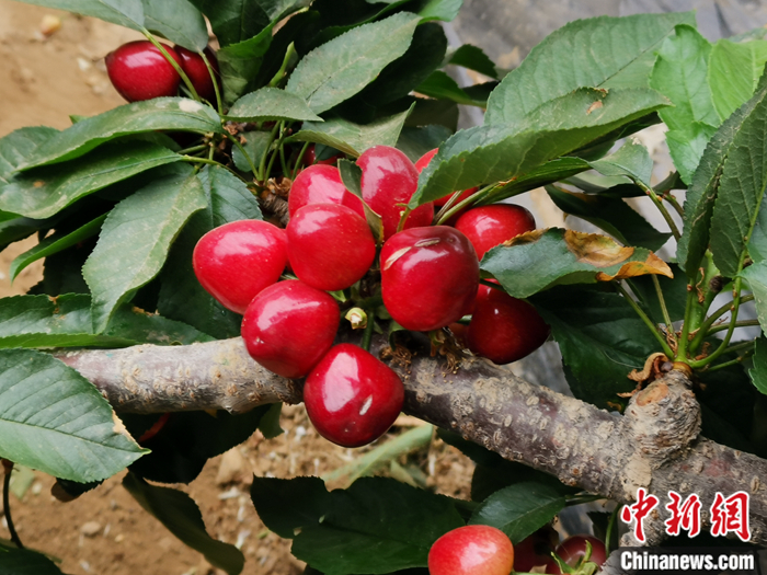 陜西省子長(zhǎng)市盛宇現(xiàn)代農(nóng)業(yè)示范園內(nèi)，櫻桃鮮艷欲滴。<a target='_blank'  ><p  align=