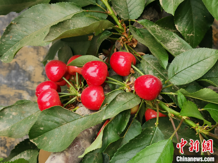 陜西省子長(zhǎng)市盛宇現(xiàn)代農(nóng)業(yè)園區(qū)內(nèi)，櫻桃鮮艷欲滴。<a target='_blank'  ><p  align=