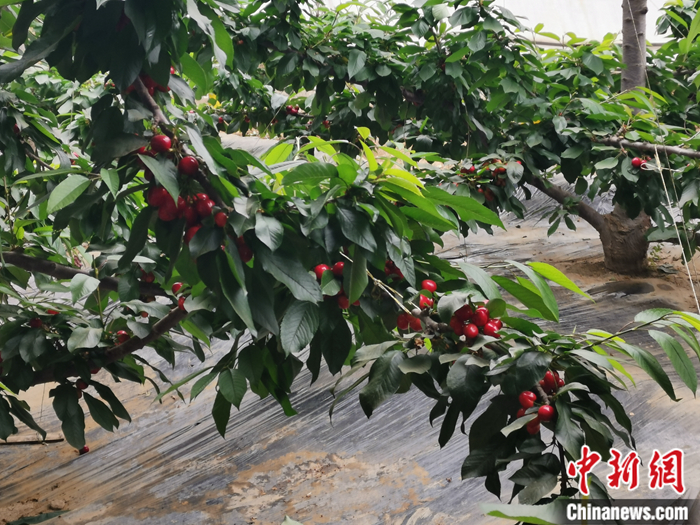 陜西省子長(zhǎng)市盛宇現(xiàn)代農(nóng)業(yè)示范園內(nèi)，櫻桃鮮艷欲滴。<a target='_blank'  ><p  align=