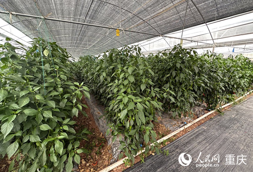 侶俸“巴岳農(nóng)莊”設(shè)施蔬菜科技園內(nèi)作物長勢(shì)良好。人民網(wǎng)記者 劉政寧攝